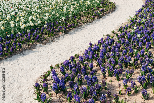Path through fields of blooming purple and white flowers
