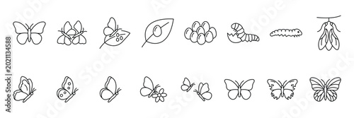 Konstfotografi Butterfly life cycle stages with metamorphosis caterpillar and pupa minimal line art icon vector illustration