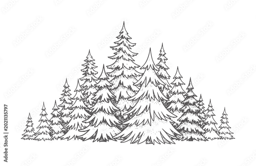 Obraz premium Hand drawn of a dense evergreen forest with varied tree heights trees nature pine