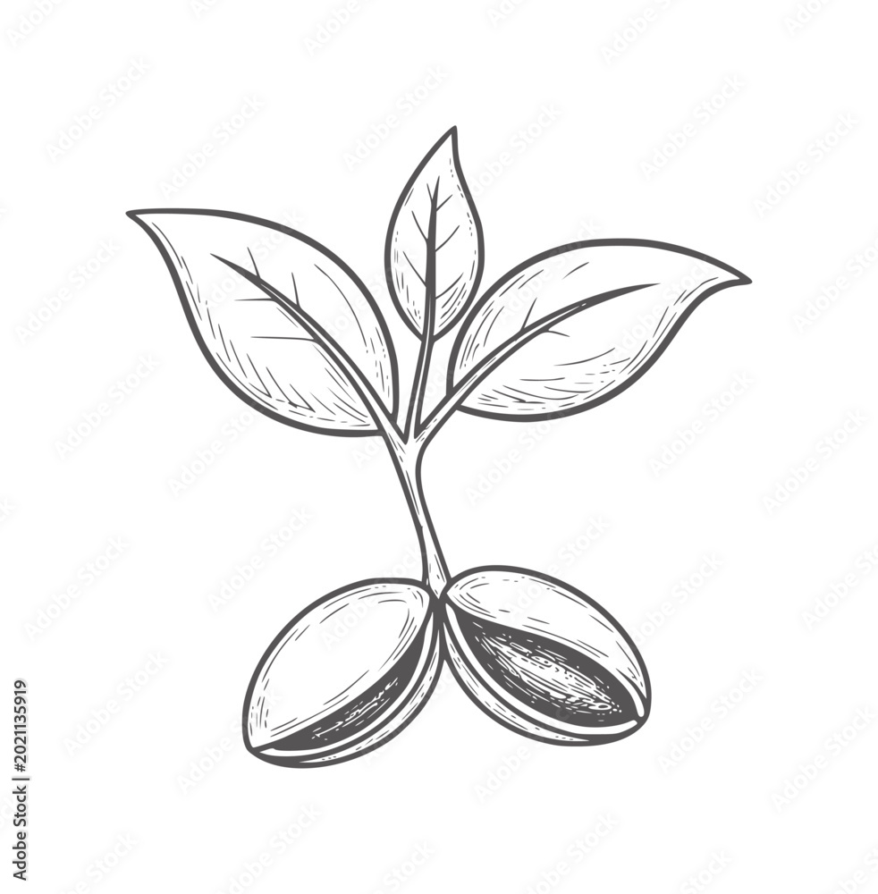 Obraz premium Hand drawn of a sprouting plant with leaves and seeds seedling growth leaf