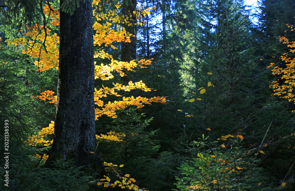 Obraz premium Sunlight filters through autumn leaves in a dense forest setting