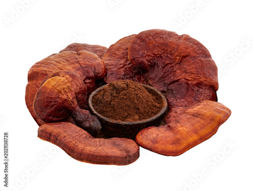 Lingzhi or Reishi mushroom and powder isolated on transparent background.