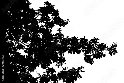 Foto A black and white photograph of an oak branch in a natural forest
