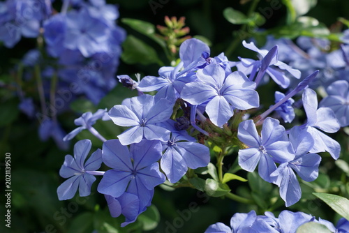 Obraz na płótnie Blüten vom Bleiwurz, Kap-Bleiwurz, Plumbago Auriculata, Pflanze aus Südafrika