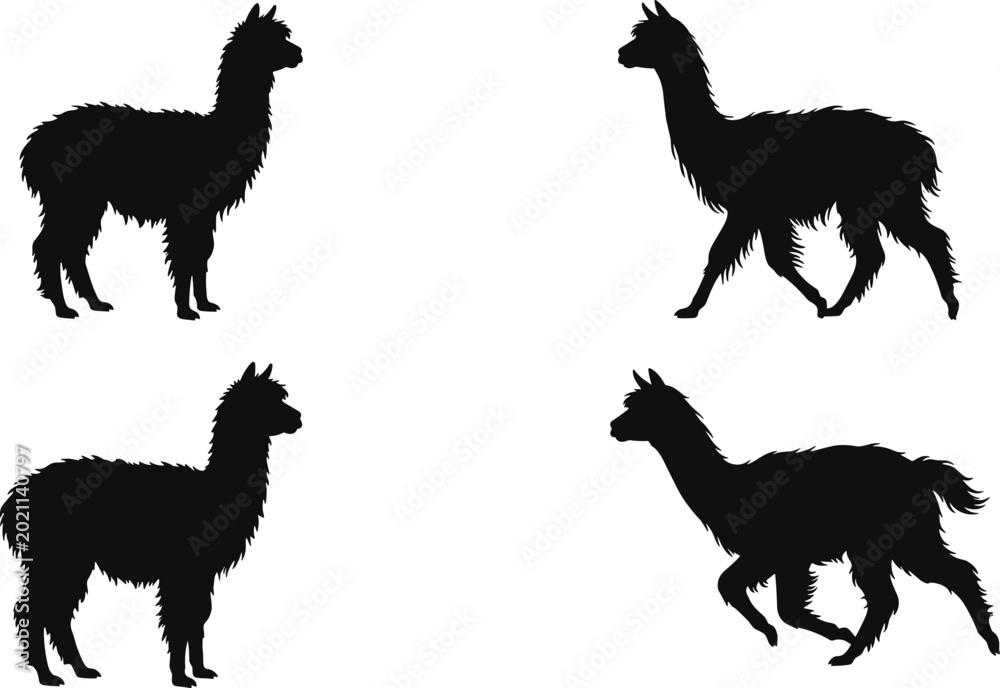 Fototapeta premium Alpaca and Llama Silhouette Collection with Walking and Standing Poses for Farm Animal Vector Illustration and Rustic Design