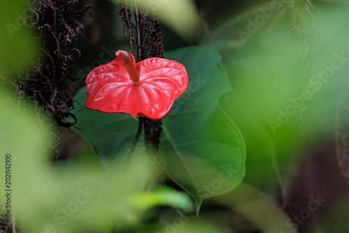 Red anthurium flower blooming in tropical malaysian forest