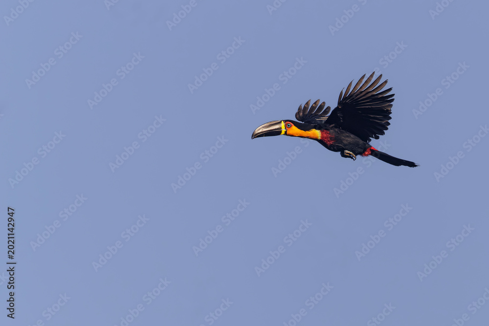 Fototapeta premium A colorful toucan is flying beneath the bright morning sun in the fall.