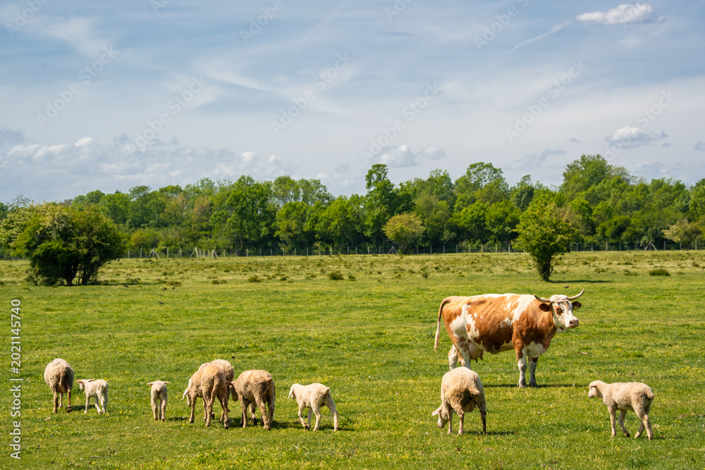 Obraz premium A brown and white cow standing in a green meadow with a group of small white lambs. Beautiful rural landscape showing domestic animals grazing together in the countryside on a sunny summer day.