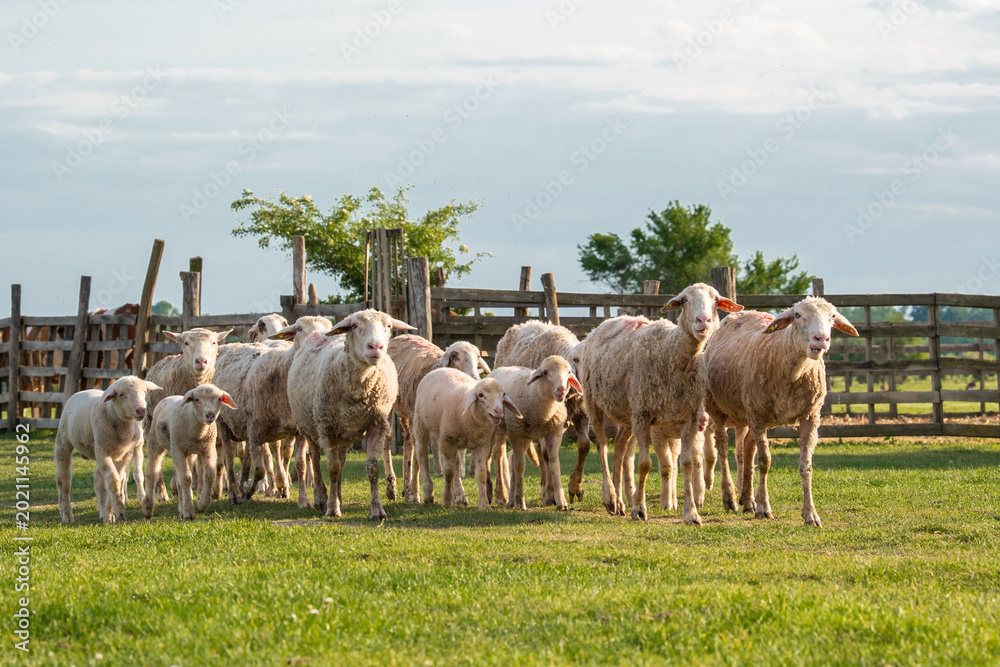 Fototapeta premium A curious flock of sheep and small lambs standing in a green meadow near a wooden fence. Authentic rural landscape of domestic animal husbandry in the countryside on a bright and sunny summer day.