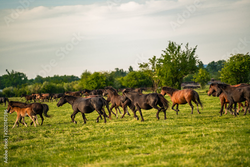 Tableau sur toile A large herd of wild horses galloping across a vast green meadow on a sunny day