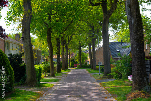 Green street in Dutch village