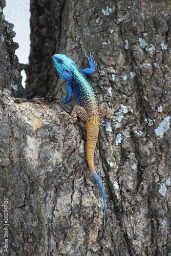 Obraz na płótnie Male Blue-headed Agama or Southern Tree Agama in the Waterberg region of South A