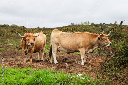 Photos Asturian Valley Cattle grazing in green meadow in a farm of Asturias, Spain