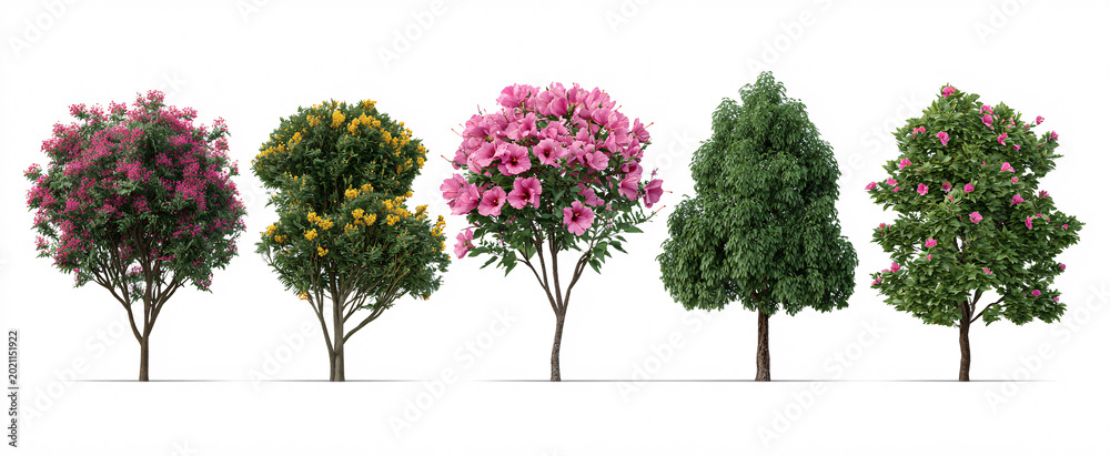 Fototapeta premium Collection of Eucalyptus and Lavandula angustifolia blooms on a clean white backdrop high quality.