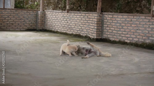 A puppy and its mother engage in a playful wrestling match on a spacious outdoor concrete patio, showcasing their happy bond.