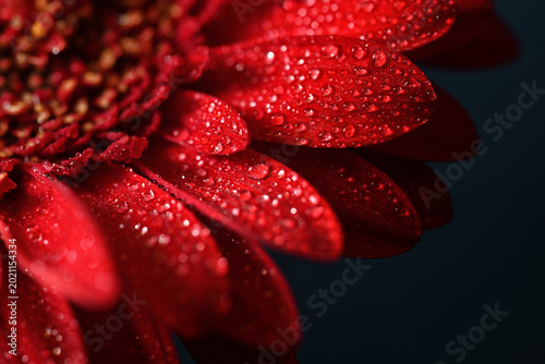 Photos Macro photograph of a vibrant red gerbera daisy with glistening water droplets on its petals