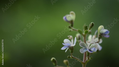 Rotheca serrata branch flowers and green leaves on natural background.