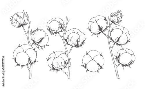 Foto Hand drawn of cotton plant branches with fluffy bolls