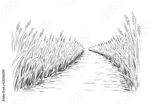 Foto Hand drawn path through tall grass field with seed heads nature monochrome