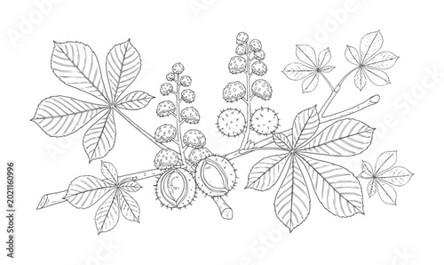 Tableau sur toile Line of horse chestnut leaves and spiky seed pods botanical nature