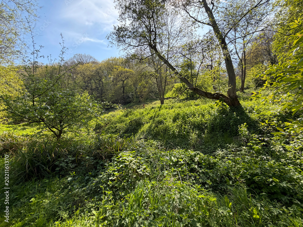 Fototapeta premium A picturesque view featuring lush green trees illuminated by sunlight. A row of charming Victorian houses are visible in the distance in Grove Lane Nature Area, Headingley, Leeds, UK