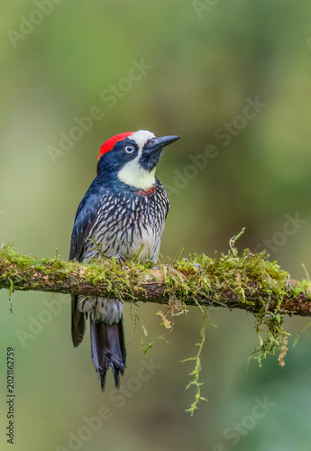 Acorn woodpecker (Melanerpes formicivorus) perched on a moss covered branch in the jungles of Costa Rica. 