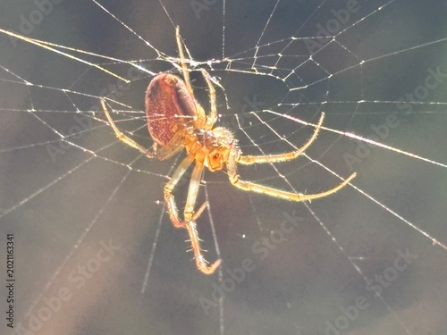 Photos spider on the web