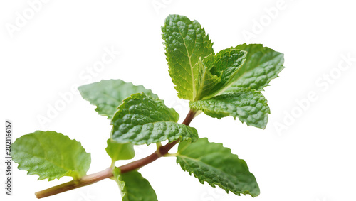 Φωτογραφία Fresh green mint sprig with serrated leaves, isolated on transparent background