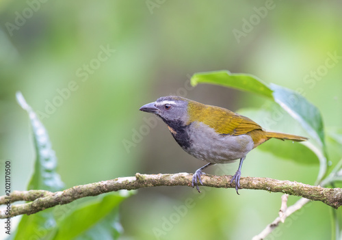 Buff-throated saltator (Saltator maximus) perched on a branch in the rainforests of Boca Tapada, Laguna de Lagarto Lodge, Costa Rica