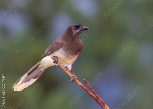 Brown Jay (Psilorhinus morio) perched on a branch in the rainforests of Boca Tapada, Laguna de Lagarto Lodge, Costa Rica