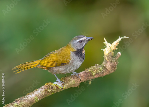 Buff-throated saltator (Saltator maximus) perched on a branch in the rainforests of Boca Tapada, Laguna de Lagarto Lodge, Costa Rica