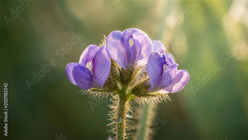 macro, close up, lupin flowers (lupinus) have a bright purplish blue color that contrasts sharply with their stems.