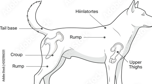 Tableau sur toile Educational diagram showing dog anatomy with labels for tail base rump croup and