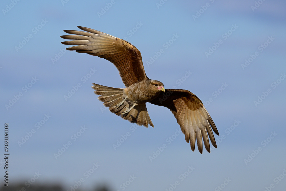 Fototapeta premium Caracara chimango in flight , La Pampa province, Patagonia , Argentina