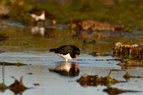 Tableau sur toile American oystercatcher ,Haematopus palliatus, Puerto Deseado Nature Reserve, Santa Cruz Province, Patagonia , Argentina