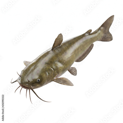 Realistic Freshwater Catfish Isolated on White Background
