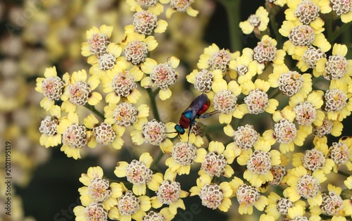 Photos Beautiful yarrow (Achillea) flowers growing in a garden
