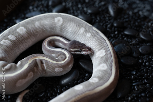 Mystic Potion Ball Python (Python regius) with beautiful lavender and grey scales resting on black pebbles.