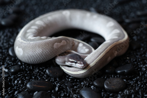 Mystic Potion Ball Python (Python regius) with beautiful lavender and grey scales resting on black pebbles.