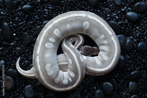 Top view of a Mystic Potion Ball Python (Python regius) coiled on black pebbles background.