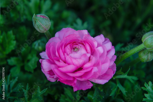 A pink ranunculus blooming in the park.