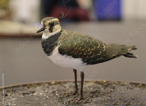 Schilderij op canvas This bird is a bibis, which can be recognized by its bobtail and greenish-black back