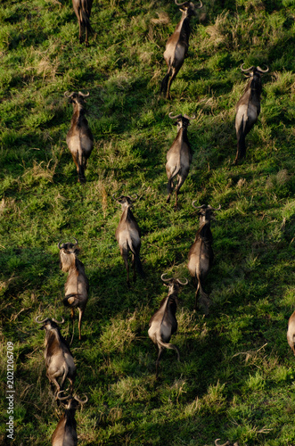 Top Down View of Wildebeests Running Through Grassland