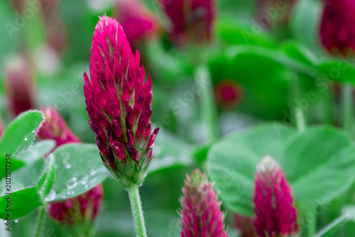 Fotografía Bright crimson clover blooms rise above dewy green leaves in a soft-focused spring meadow, showcasing vibrant pink-red petals, botanical detail and a fresh, natural mood ideal for nature projects