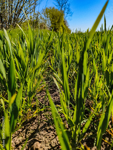 field of corn