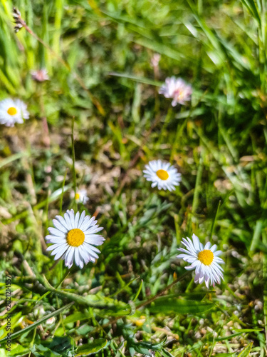 daisy in the grass