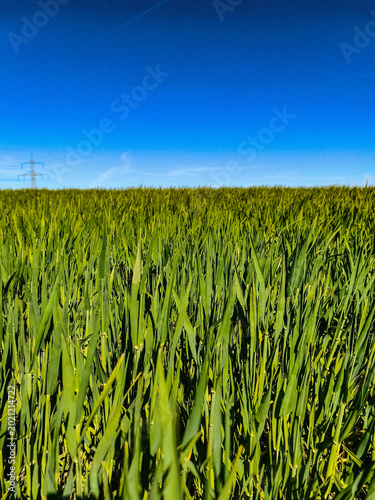 field of corn