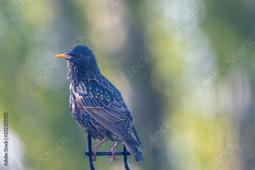 Close-up portrait of a European Starling with iridescent glossy feathers against a soft green background