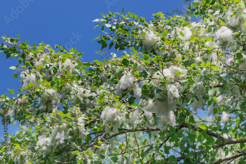 White cottonwood seed fluff clings to green poplar branches under a bright blue sky, creating a light, airy spring and summer scene that conveys calm, nature and seasonal change.