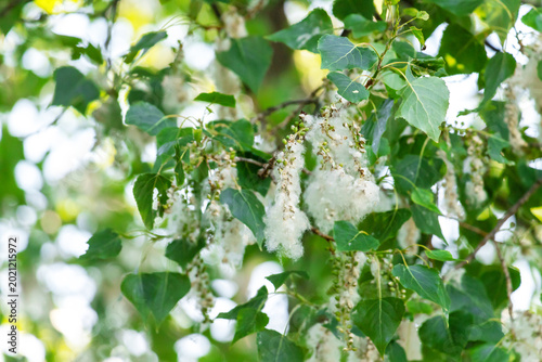 Cottonwood fluff on green poplar tree branches against a clear blue summer sky